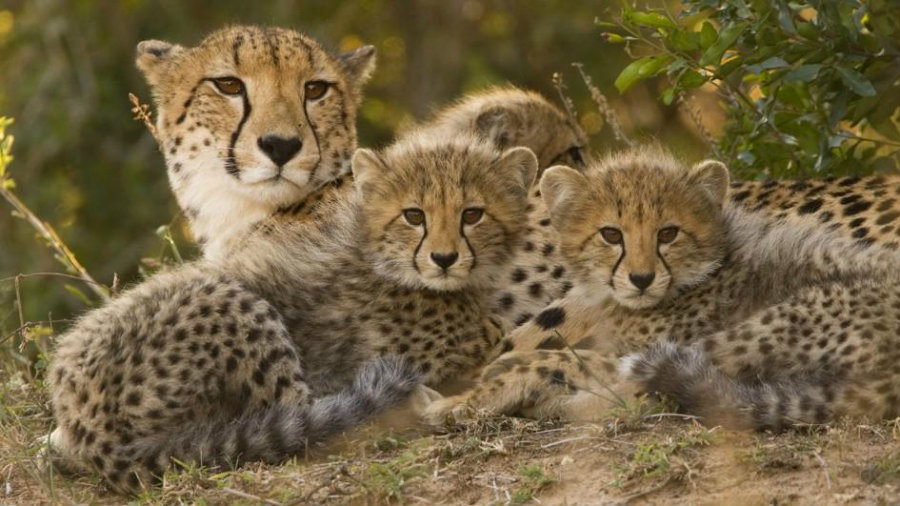 Why Are Cheetahs Endangered?