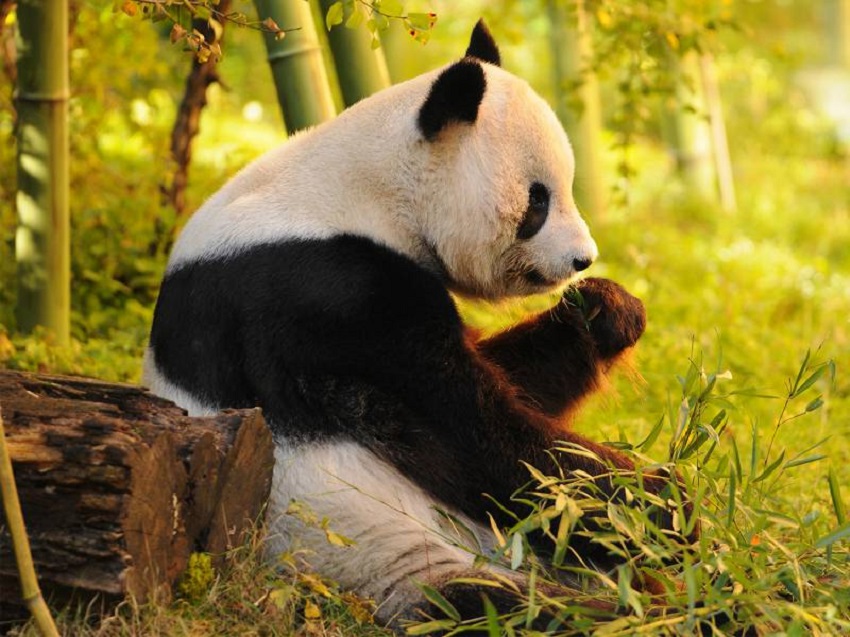 Pandas Get To Know Their Wild Side