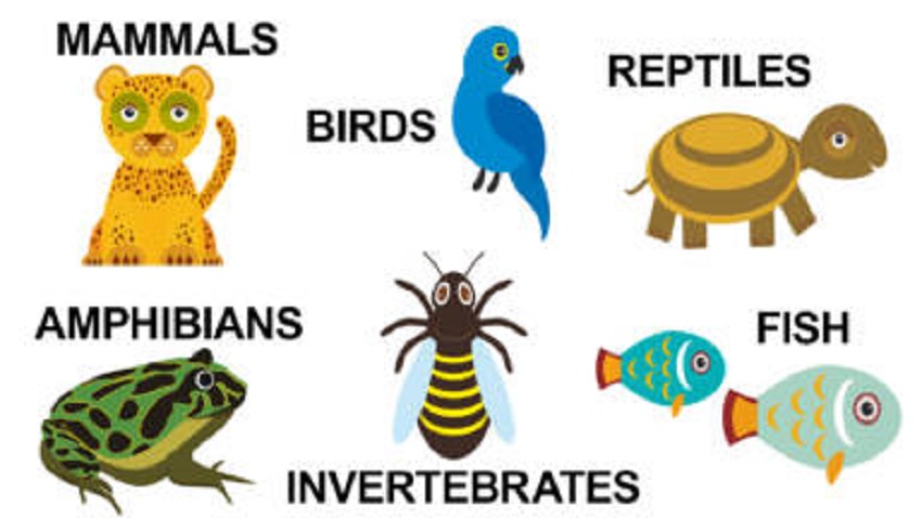 The 11 types of animals nature and their characteristics