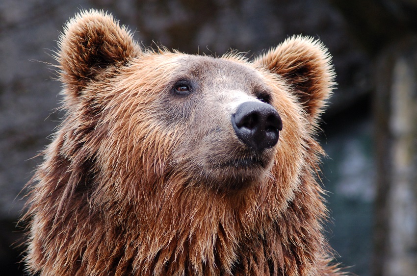 Endangered animals Brown bear