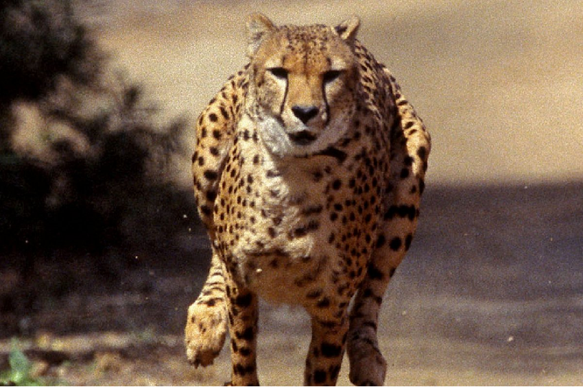 The cheetah, in serious danger of extinction