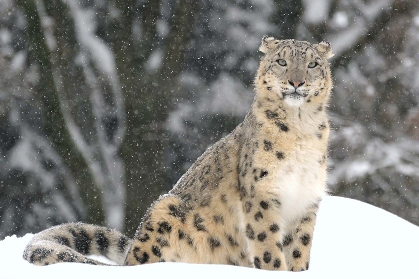 Snow leopard characteristics