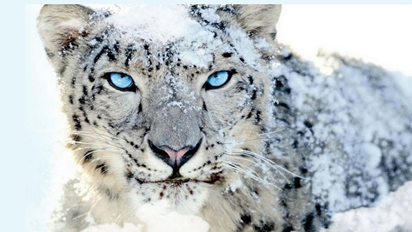 Why is the snow leopard endangered?