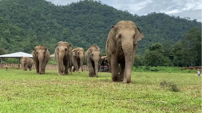 A Day At The Elephant Nature Park In Chiang Mai