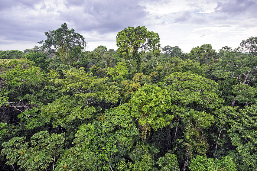 Six Tips To Help Protect Rainforest